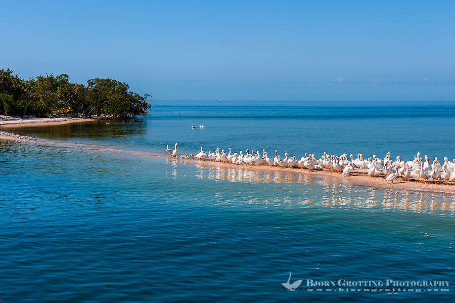 US, Florida. Ten Thousand Islands, Everglades. American White Pelicans on Indian Key.