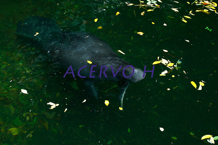 (Trichechus inunguis)<br />
<br />
O peixe-boi da Amazônia é o menor dos peixes-bois existentes no mundo, alcançando um comprimento de 2,8 a 3,0 m e pesando até 450 kg. Seu couro cinza escuro é extremante grosso e resistente. A maioria dos indivíduos tem uma mancha branca na região ventral. Esta característica, juntamente com a ausência de unhas nas nadadeiras peitorais, ajuda a distingui-lo do peixe-boi marinho e do africano. O peixe-boi da Amazônia é, também, o único que ocorre exclusivamente em água doce, podendo ser encontrado em todos os rios da bacia Amazônica. Alimentam-se essencialmente de plantas aquáticas e semi-aquáticas, e chegam a consumir mais de 10% do seu peso corporal em alimento por dia. Seu metabolismo é de apenas 36% daquele previsto para um mamífero placentário do mesmo porte. Isto o permite permanecer mais de 20 minutos em baixo da água, sem respirar. Cada fêmea de peixe-boi produz apenas um filhote a cada gestação e este filhote pode mamar por até dois anos. No passado, os peixes-bois foram muito caçados pela sua carne e couro. Hoje a caça, embora ilegal, é ainda feita principalmente pelas populações ribeirinhas, para o consumo da carne. Além da caça, as principais ameaças ao peixe-boi são a destruição e a degradação do habitat, a liberação de mercúrio nos rios e agrotóxicos. Ocasionalmente filhotes são acidentalmente capturados em redes de pesca. Represas hidrelétricas atuam como barreiras e isolam populações, limitando a variabilidade genética da espécie. O peixe-boi da Amazônia está classificado como espécie "vulnerável" pela UICN (2000).<br />
<br />
Belém, Pará, Brasil.<br />
Foto Carlos Borges