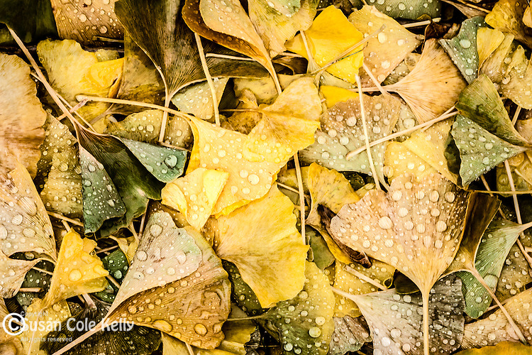 Fall foliage at the Arnold Arboretum in the Jamaica Plain neighborhood, Boston, Massachusetts, USA