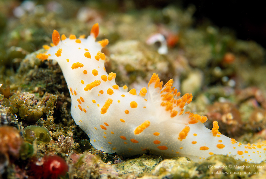 Santa Cruz Island, Channel Islands National Park & National Marine Sanctuary, California; a Sea Clown Nudibranch (Triopha catalinae) moves across the rocky reef , Copyright © Matthew Meier, matthewmeierphoto.com All Rights Reserved
