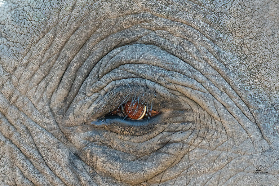 We saw this huge Elephant (Loxodonta africana) foraging in a forest. When he approached the road our driver moved the vehicle back but we tried to capture an extreme closeup of its beautiful eyes. Many missed shots - focused on the eyelashes - but this one came out. Love the details on the skin and wrinkles. Un-cropped image.