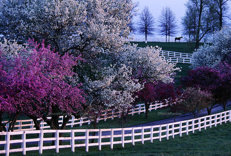 Kentucky thoroughbred horse farms are like a Hollywood set groomed to perfection in early spring when trees are flowering. White fences line a roadway to the stallion paddock.