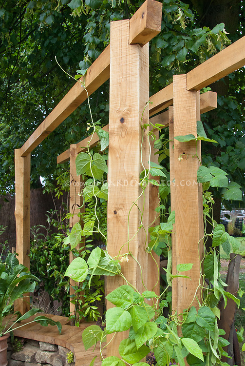 Hunter Beans on Wooden Trellis Plant & Flower Stock Photography