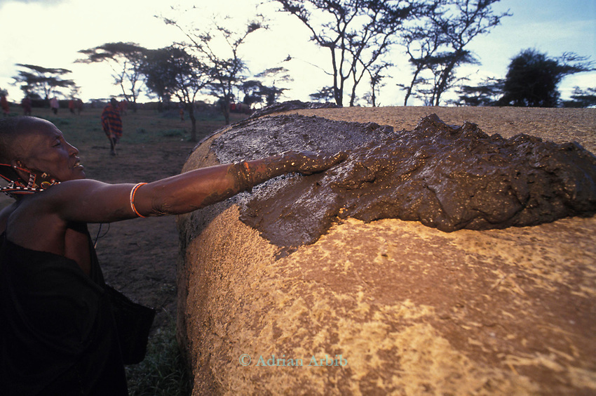 A Maasai woman covers her hut with cow dung.<br />
This has the effect of waterproofing the roof .<br />
A moran manyatta, Kajiado, Kenya.
