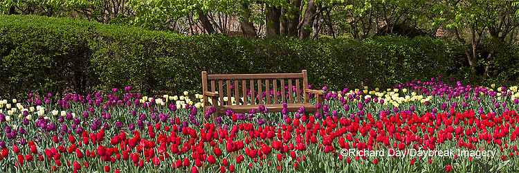 63821-21218 Panoramic of bench in bed of Tulips (Tulipa 'Negrita' purple, 'Strong Gold' yellow, and 'Cassini' red) at Cantigny Gardens, Wheaton, IL