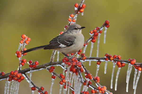 Northern Mockingbird (Mimus polyglottos), adult perched on icy branch of Possum Haw Holly (Ilex decidua) with berries, Hill Country, Texas, USA
