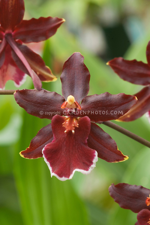 Orchid intergeneric hybrid Colmanara Wildcat 'Chadwick' AM/AOS (aka Odontocidium Wildcat) in red, white and yellow flowers . Correct genus is now Oncostele. Oncostele Wildcat.