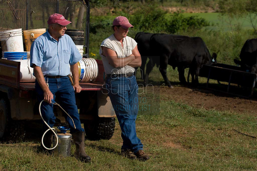 John Stuedemann (left) and his helper work with his cattle in Comer, Ga. on Monday, Sept. 25, 2006. Stuedemann says he applies techniques with his cattle that he has learned since childhood in Iowa, such as positive reinforcement, minimal occurrences of pain or fear, and calm motions and speech.