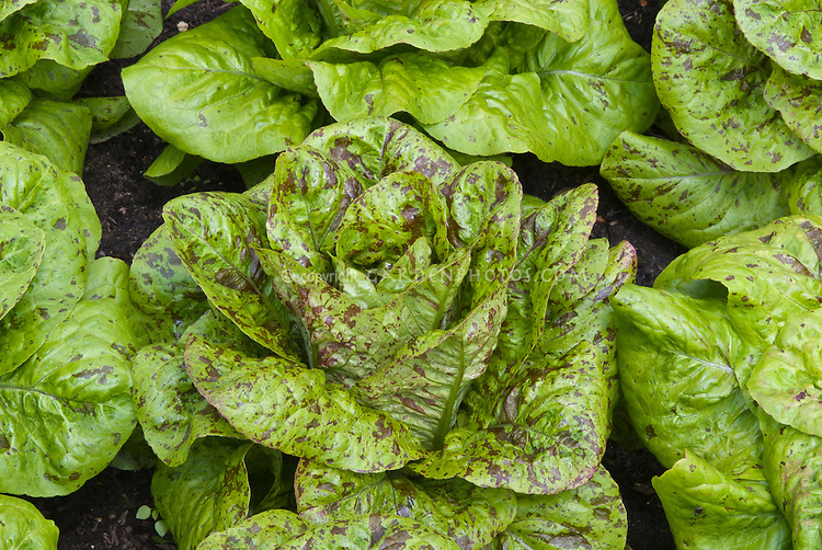 LettuceFreckles_GJR7160.jpg Plant & Flower Stock Photography