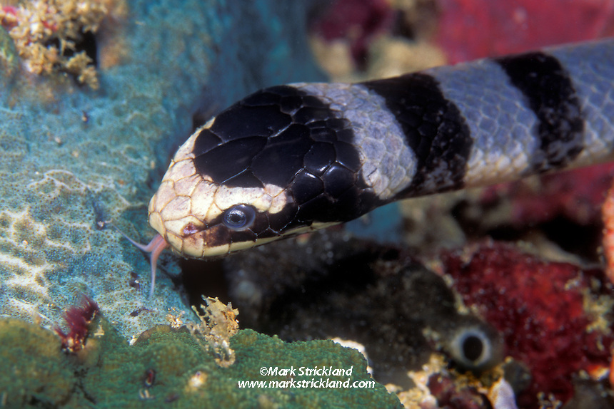 Banded Sea Krait, Laticauda colubrina, tastes the water with its forked tongue while searching for crustaceans and small fish. While extremely venomous, sea snakes are mild-mannered and docile, posing virtually no threat to divers. Mergui Archipelago, Myanmar, Andaman Sea