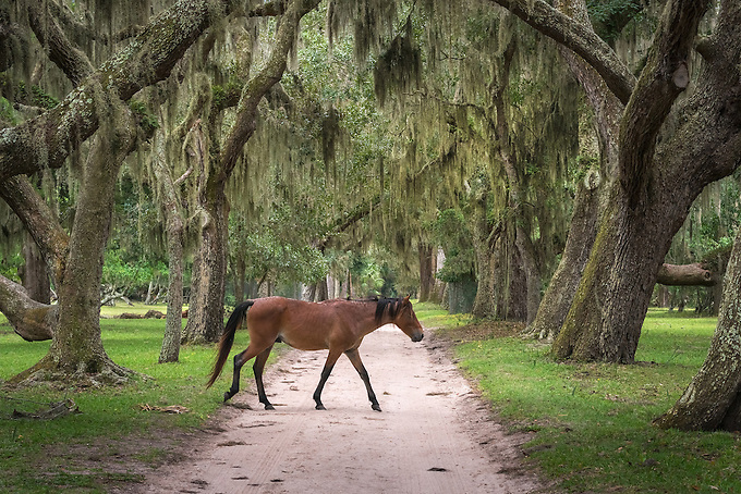 A ferrel horse crosses the oak lined alley off the dock entrance of Cumberland Island.