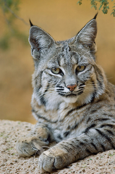 BOBCAT (Lynx rufus or Felis rufus). Desert, American Southwest.