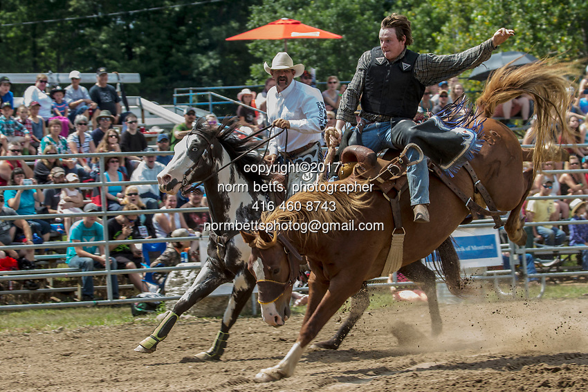 Tweed, Ontario, Canada --- 05-6July'17<br />
The RAM Rodeo at the Tweed Stampede, Tweed, Ontario, Canada<br />
<br />
<br />
photos by Norm Betts<br />
normbetts@canadianphotographer.com<br />
©2017, Norm Betts, photographer<br />
416 460 8743