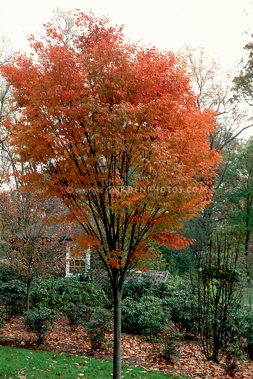 Zelkova serrata 'Green Vase’ in fall Japanese Zelkova tree in autumn foliage color, showing entire tree near house, with mulched rhododendron garden, lawn grass