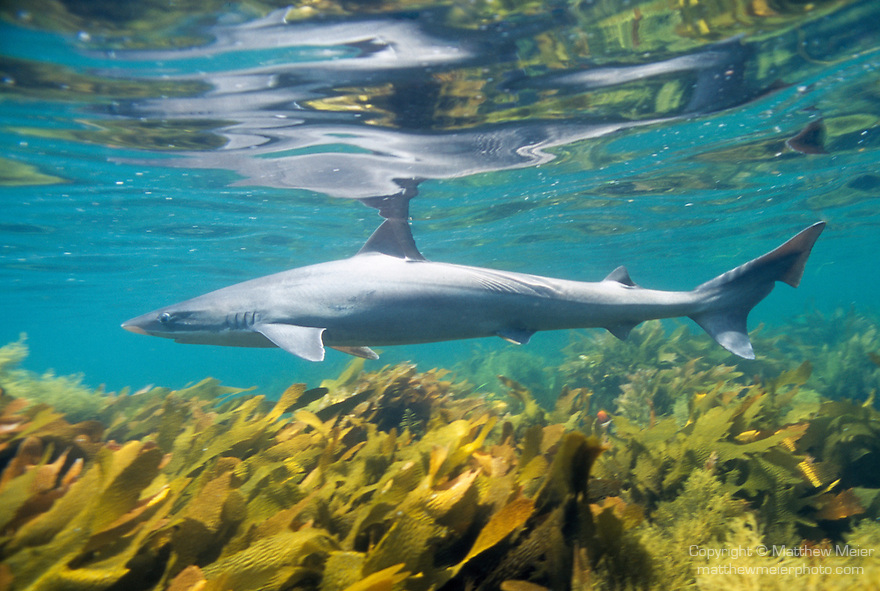 Soupfin Shark (Galeorhinus galeus), San Clemente Island, Channel Islands, California, U.S.A., Eastern Pacific Ocean, also known as Tope, temperate oceans worldwide, fished commercially and used in sharkfin soup , Copyright © Matthew Meier, matthewmeierphoto.com All Rights Reserved