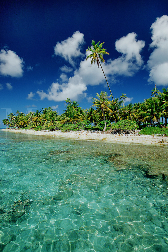 The tropical Pacific is known for its scenic landscapes of palm trees and white sand beaches, Rangiroa, French Polynesia