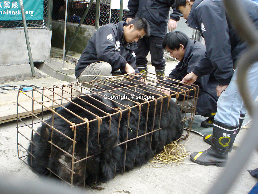A bear rescue in Chengdu, Sichuan, China conducted by Animals Asia Foundation. The foundation rescued 28 "moon" bears from horrendous bea-bile farms in the area. Animals Asia is run and founded by UK national Jill Robinson, M.B.E.