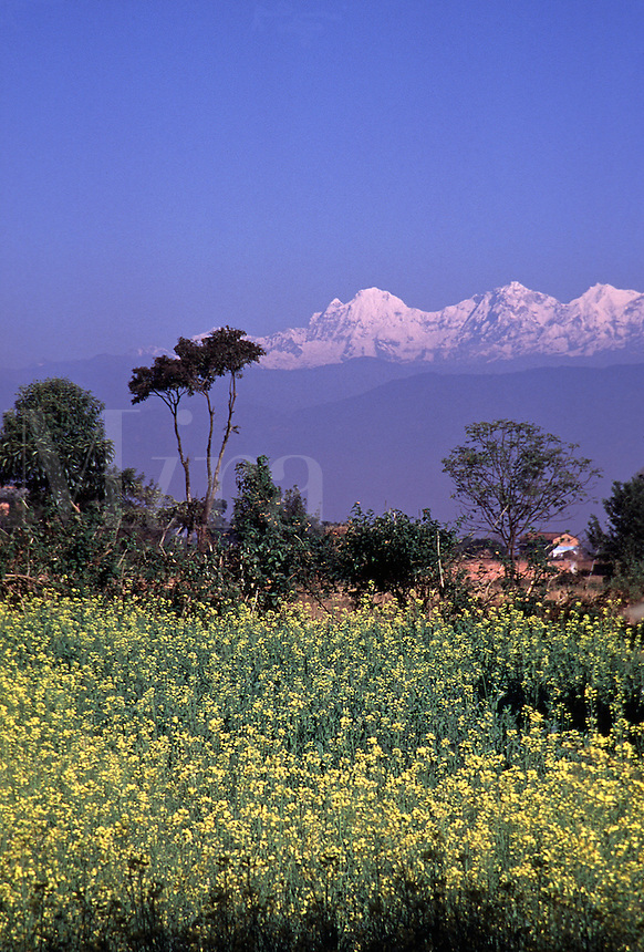 Kathmandu Valley, landscape of wildflower meadow wit white-capped mountains rising in the distance. Kathmandu Valley, Nepal.