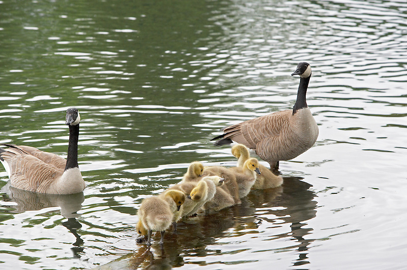 Baby Canadian geese with parents cleaning themselves. Crystal Springs Rhododendron Garden. Portland, Oregon