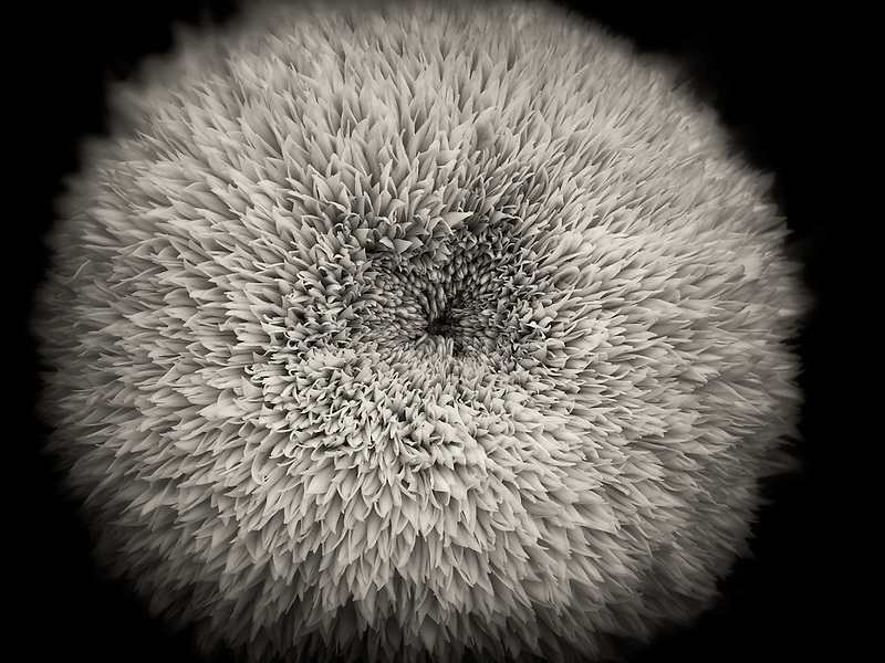 Close up of Teddy Bear Sunflower.