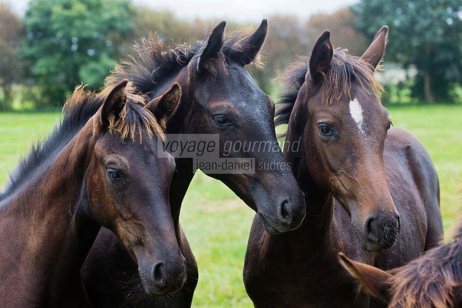 Europe/France/Normandie/Basse-Normandie/50/Manche/Baie du Mont Saint-Michel/Pontorson: André-Jean Belloir: Eleveur de chevaux de course: Elevage de la baie, avec ses poulinières<br />
<br />
Àuto N°: 2012-436<br />
// France, Manche, Bay of Mont Saint Michel, Pontorson: André-Jean Belloir: Breeder of race horses: Elevage de la baie