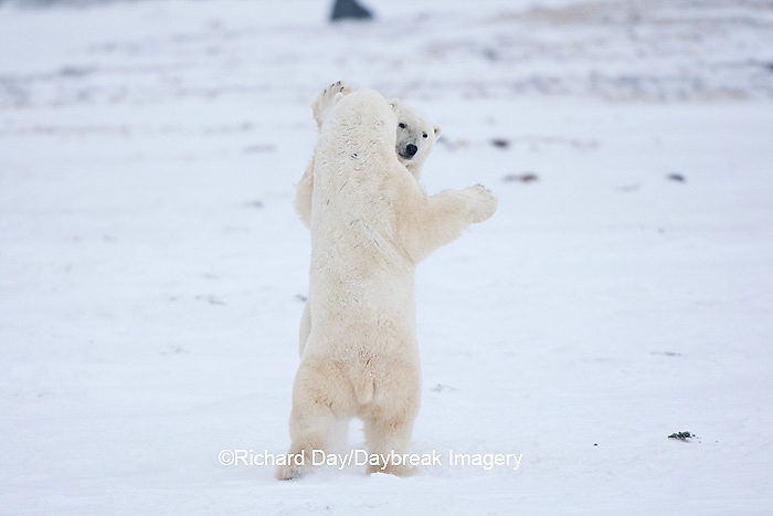 01874-11817 Polar Bears (Ursus maritimus) sparring / fighting in snow, Churchill Wildlife Management Area, Churchill, MB Canada