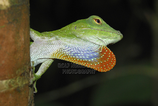 .Neotropical Green Anole (Anolis biporcatus) adult, displaying with throat pouch, Braulio Carrillo National Park, Costa Rica