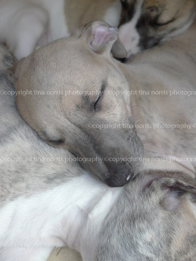 Whippet puppies. 16 May 2012. © copyright photograph by Tina Norris. No unauthorised use including web use and promotion. Please contact Tina on 07775 593 830 for extended license.