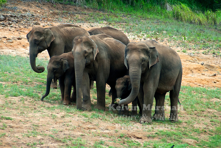 The Indian elephant (Elephas maximus indicus) is one of three recognized subspecies of the Asian elephant, and native to mainland Asia. Since 1986, Elephas maximus has been listed as endangered by IUCN as the population has declined by at least 50% over the last three generations, estimated to be 60–75 years. The species is pre-eminently threatened by habitat loss, degradation and fragmentation.