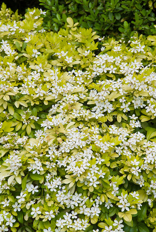 Spring flowering shrub Choisya ternata Sundance, yellow foliage with white blooms showing entire plant habit as hedge
