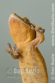 New Caledonian Crested Gecko, Rhacodactylus ciliatus, walking on vertical pane of glass. Microscopic setae and spatulae on the gecko's feet allow it to walk on almost any surface. Also called Guichenot's Giant Gecko or Eyelash Gecko. Endemic to New Caledonia in the South Pacific, the crested gecko was thought extinct until it was rediscovered in 1994. It is now one of the most commonly kept species of gecko in captivity. .