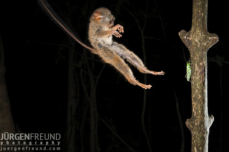 Spectral Tarsier jumping on a grasshopper, (Tarsius tarsier) in strangler fig tree which serves as sleeping shalter at daytime. Tarsier are insect eaters and hunt at night. They belong to the smallest primates and only occur in Sulawesi, Borneo, Philippines and Sumatra.