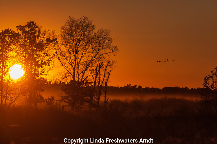 Sandhill cranes flying to roost as the sun sets over Crex Meadows in northwestern Wisconsin.