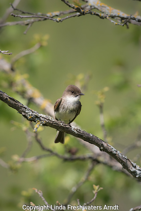 Eastern phoebe perched in a burr oak in northern Wisconsin