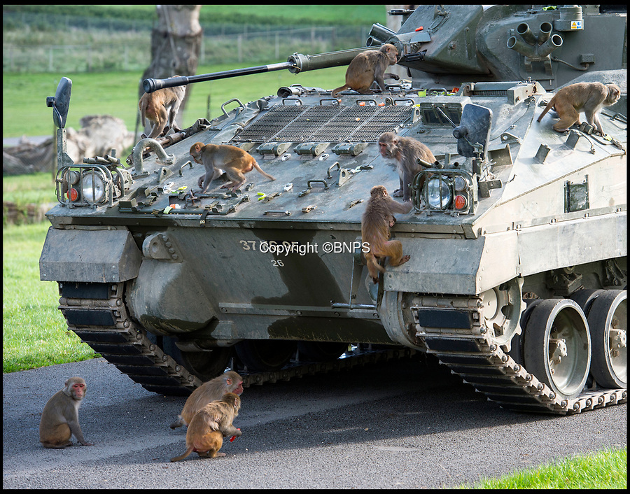 BNPS.co.uk (01202 558833)<br />
Pic: PhilYeomans/BNPS<br />
<br />
The macaque's were not intimidated by the 28 tonne vehicle...<br />
<br />
Longleat’s infamous troop of mischievous monkeys, along with the parks other wiley inhabitants, have been wreaking havoc on unsuspecting motorists for decades.<br />
<br />
But even they were a little overwhelmed when they came face to face with the might of the British Army this week.<br />
<br />
Soldiers from the 1st Battalion The Yorkshire Regiment, based in nearby Warminster, took one of their Warrior armoured vehicles through some of the Wiltshire safari park's most notorious enclosures.<br />
<br />
And despite the animals obvious interest the 27.5 tonne, six-metre-long caterpillar tracked vehicle eventually emerged without a scratch.<br />
<br />
The Army were visiting the park ahead of a new military spectacular event which is taking place on the estate later this month.