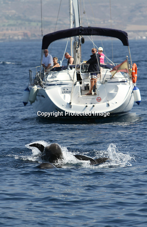 Foto: VidiPhoto..TENERIFE - Met hun stompe neuzen schieten grienden als een torpedo door het water van de Atlantische Oceaan voor de kust van Tenerife. Tenerife is een hotspot voor toeristen en natuurliefhebbers als het gaat om te genieten van dolfijnen en walvissen in de vrije natuur..