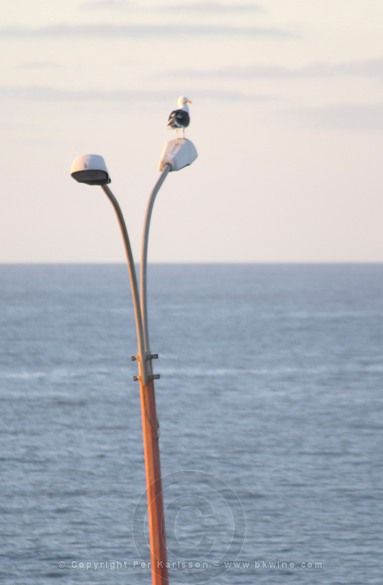 Coast line at dawn along a street. A lamp post with a lone single sea gull against the horizon. Montevideo, Uruguay, South America