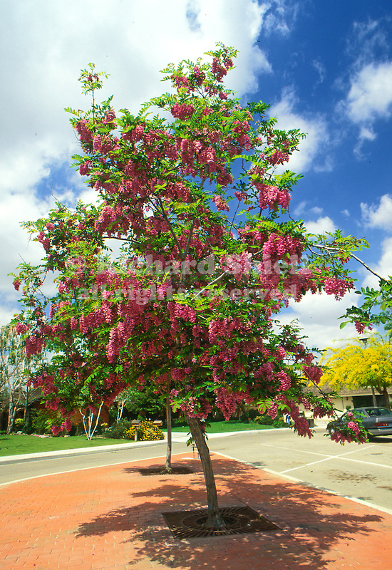 5198CC Purple Robe Idaho Locust, Robinia ambigua.jpg Richard Shiell