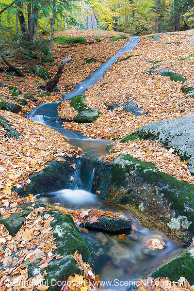Autumn leaf drop along Clough Mine Brook in Kinsman Notch in North Woodstock, New Hampshire during the autumn months.