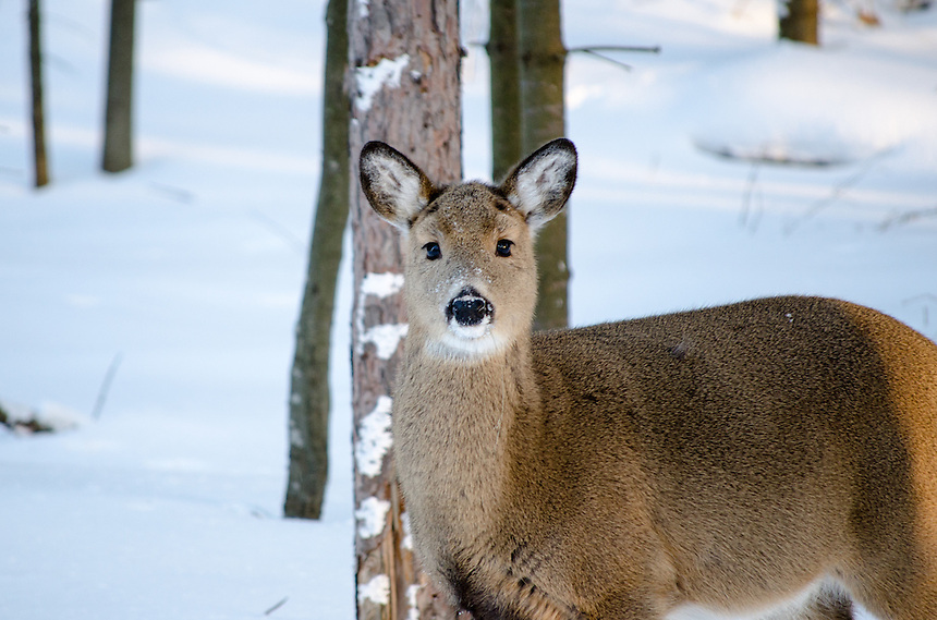 Curious Whitetail Michigan Nature Photos by Greg Kretovic