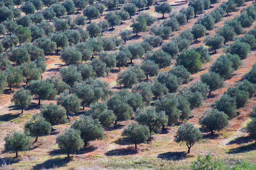 olive grove herdade do peso alentejo portugal