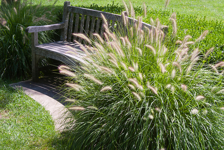 Pennisetum alopecuroides 'Hameln' dwarf fountain grass, ornamental grass, in flower with garden bench seat, specimen plant showing plant habit