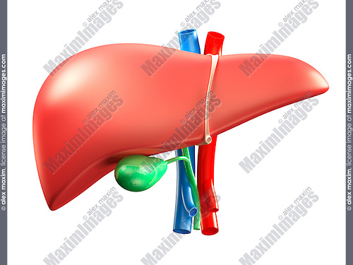 Liver and gallbladder colorful 3D illustration isolated on white background