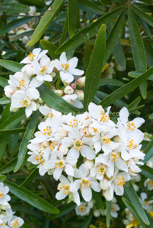 choisya aztec pearl in white flowers plant flower stock photography gardenphotos com choisya aztec pearl in white flowers plant flower stock photography gardenphotos com
