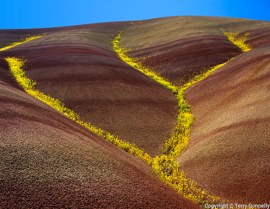 John Day Fossil Beds National Monument, OR<br />
Bee Plant (Cleome platycarpa) and John Day Chaenactis<br />
(C. nevii - endangered) patterns in the Painted Hills
