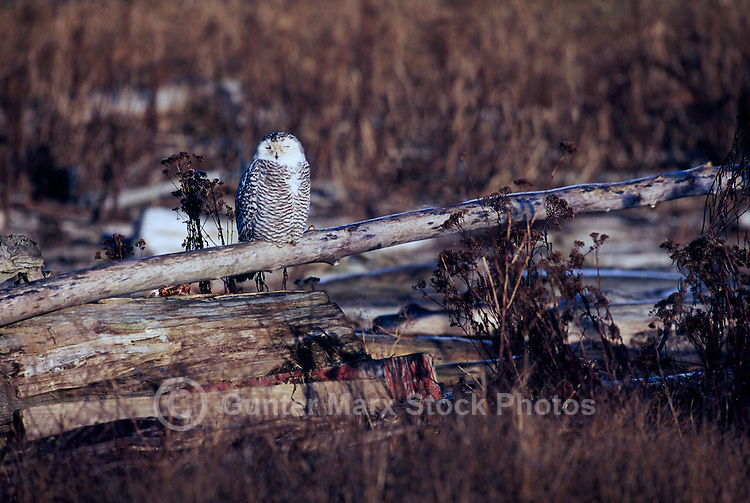 Snowy Owl (Bubo scandiacus) Female or Juvenile, sitting on Log at Boundary Bay Regional Park, Delta, BC, British Columbia, Canada - aka Arctic Owl, Great White Owl or Harfang
