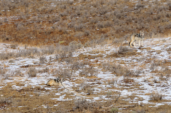 Wild Gray Wolf pups (about 6 months old) waiting for pack to return at rendezvous site. Yellowstone National Park. Fall. These pups are almost large enough to start traveling with the pack, but here they remain in a safe area waiting to be fed by the returning pack members.