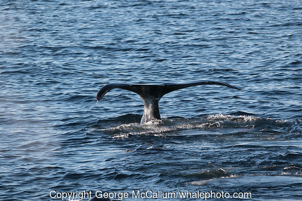 Bowhead whale, Balaena mysticetus, Male lifting tail to dive. Critically endangered Barents sea population. Barents sea / Arctic Ocean, Franz Josefs Land, Russia