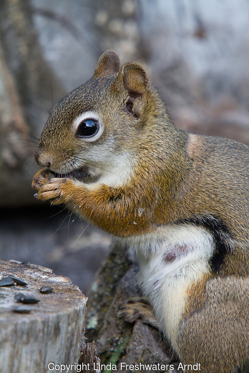 Red Squirrel