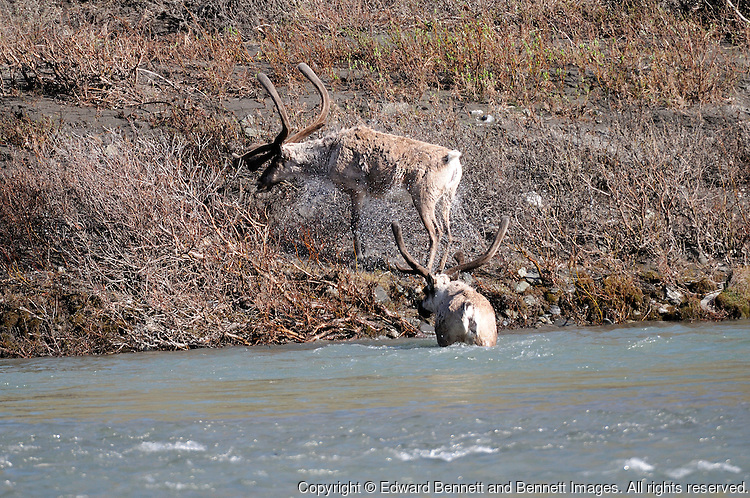 A caribou shakes itself dry after crossing the Kongakut River, in Alaska's Arctic National Wildlife Refuge.